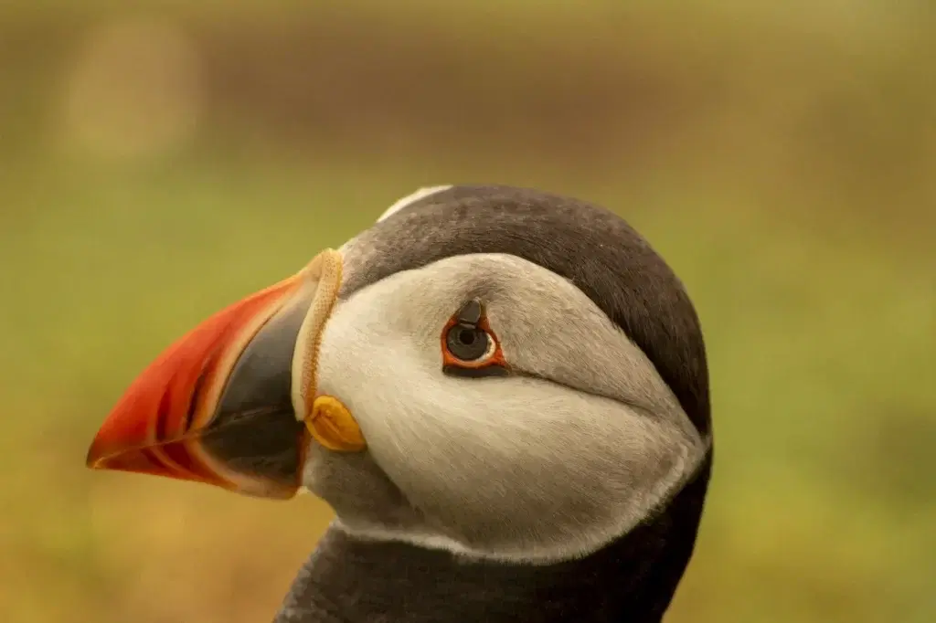 Puffin, Why Sea Birds are going extinct