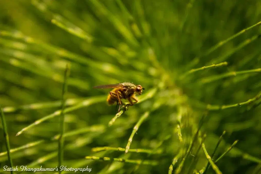 Curraghchase Forest Park , Limerick travel image