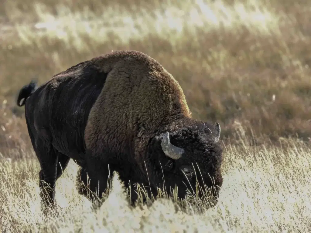 Wild bison grazing in the open grasslands of Yellowstone National Park,