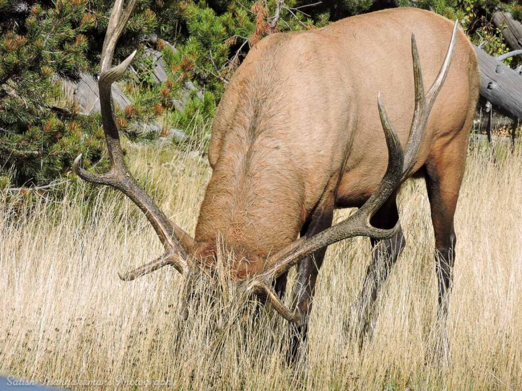 Elk, Yellowstone National Park