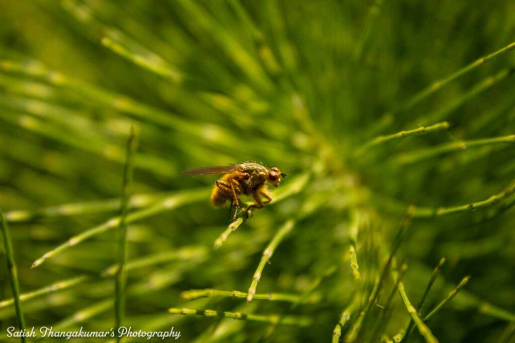 Curraghchase Forest Park , Limerick travel image