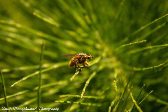 Curraghchase Forest Park , Limerick travel image
