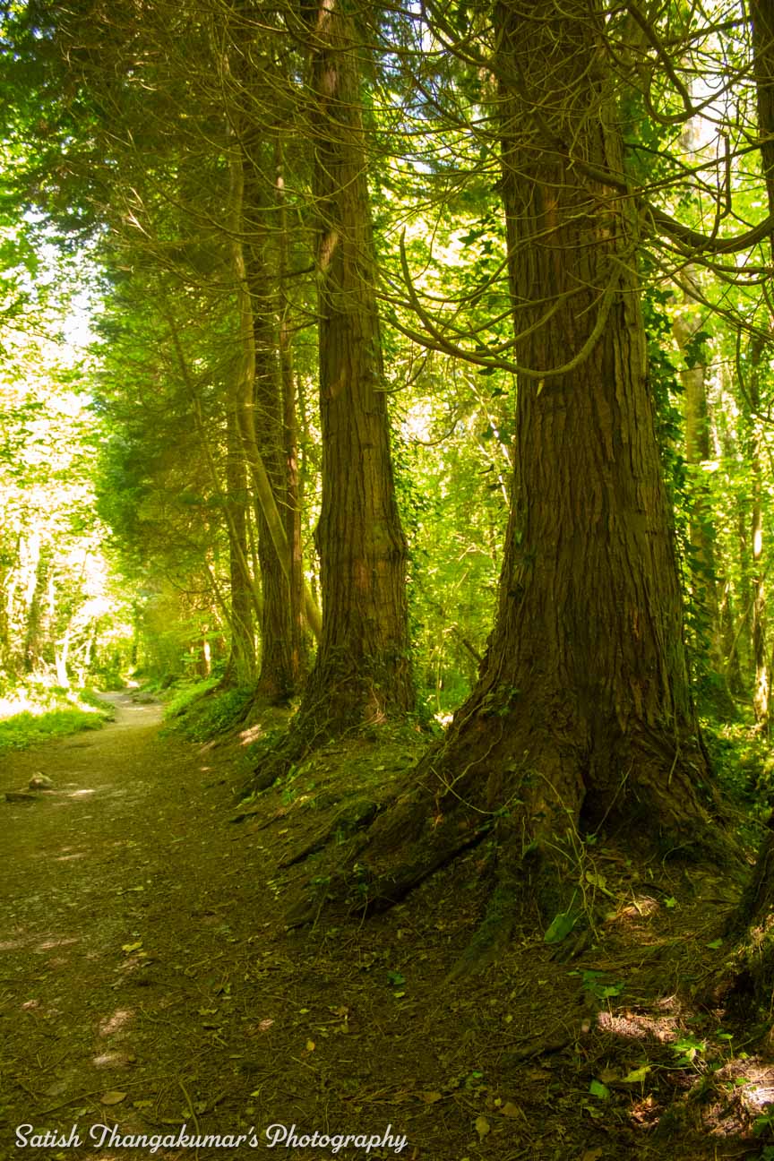 Walking trail in Curraghchase Forest Park