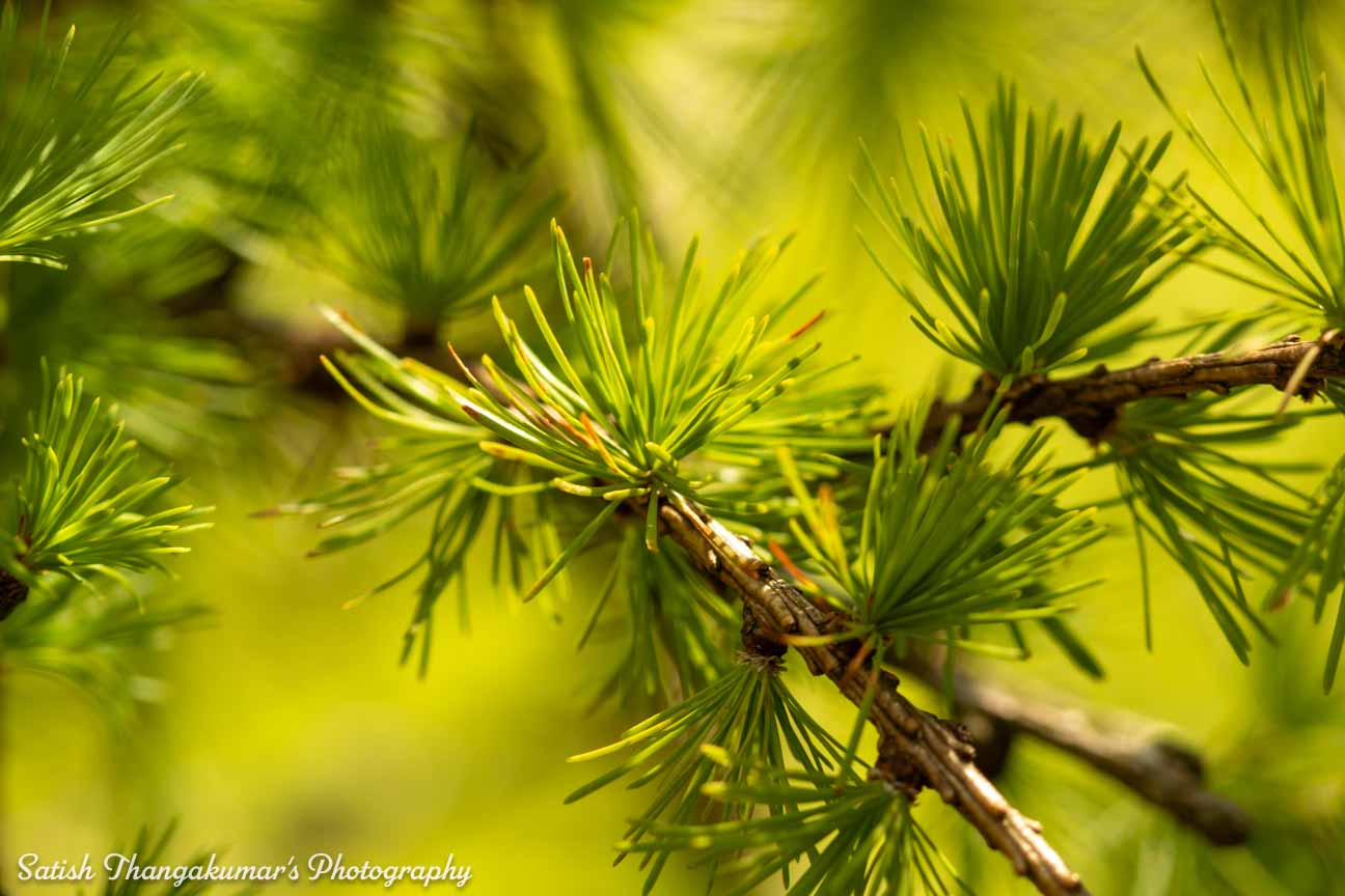 Nature beauty in Curraghchase Forest Park