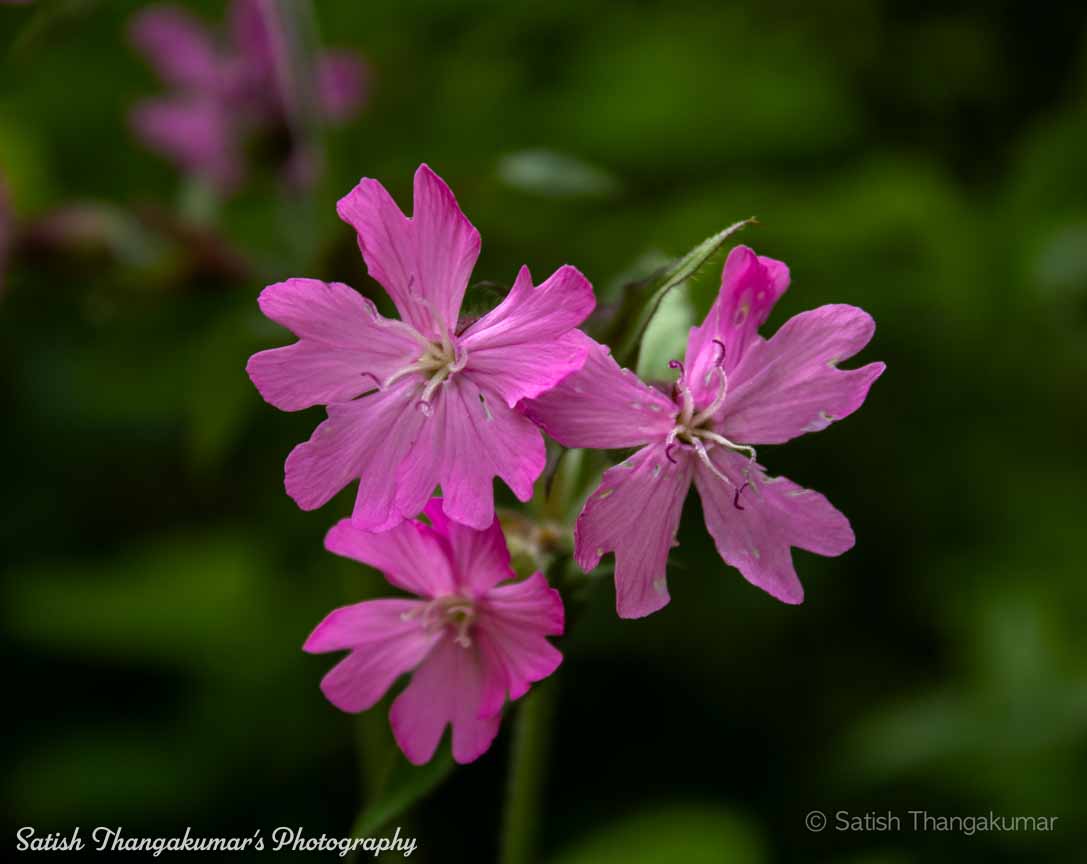 A stunning view of wildflowers in Pembrokeshire National Park