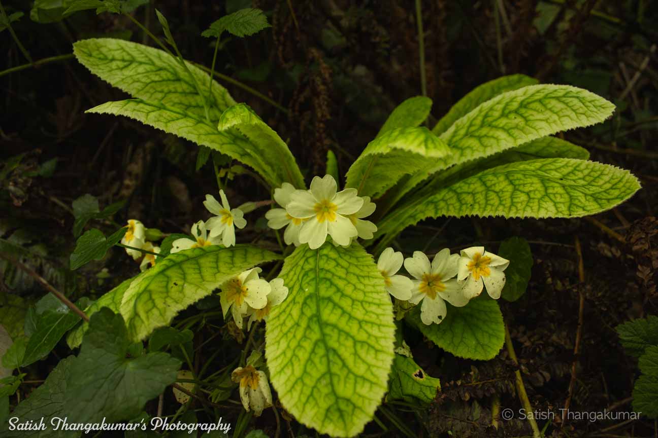 A serene path through the flowers