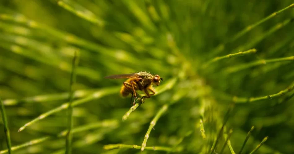 Curraghchase Forest Park , Limerick travel image