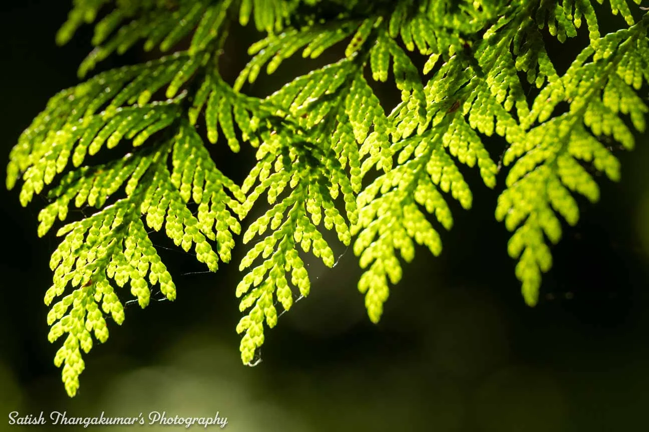 Adventure seekers in Curraghchase Forest Park