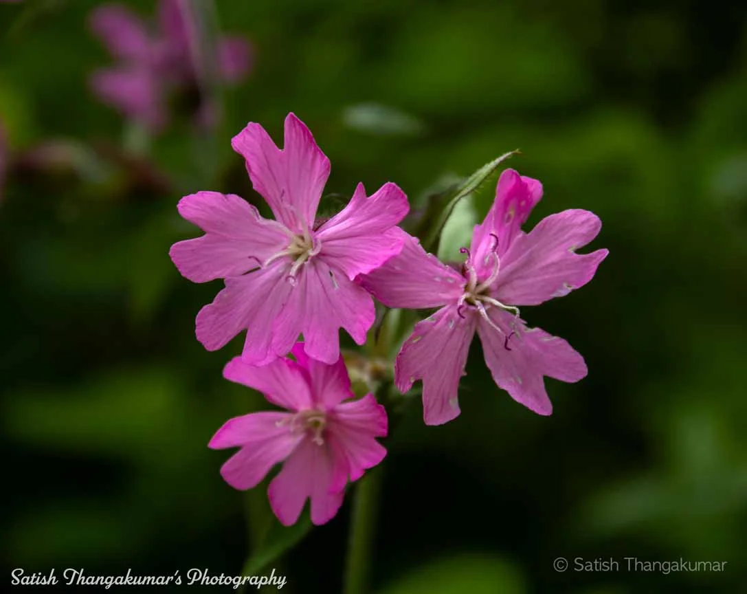 A stunning view of wildflowers in Pembrokeshire National Park