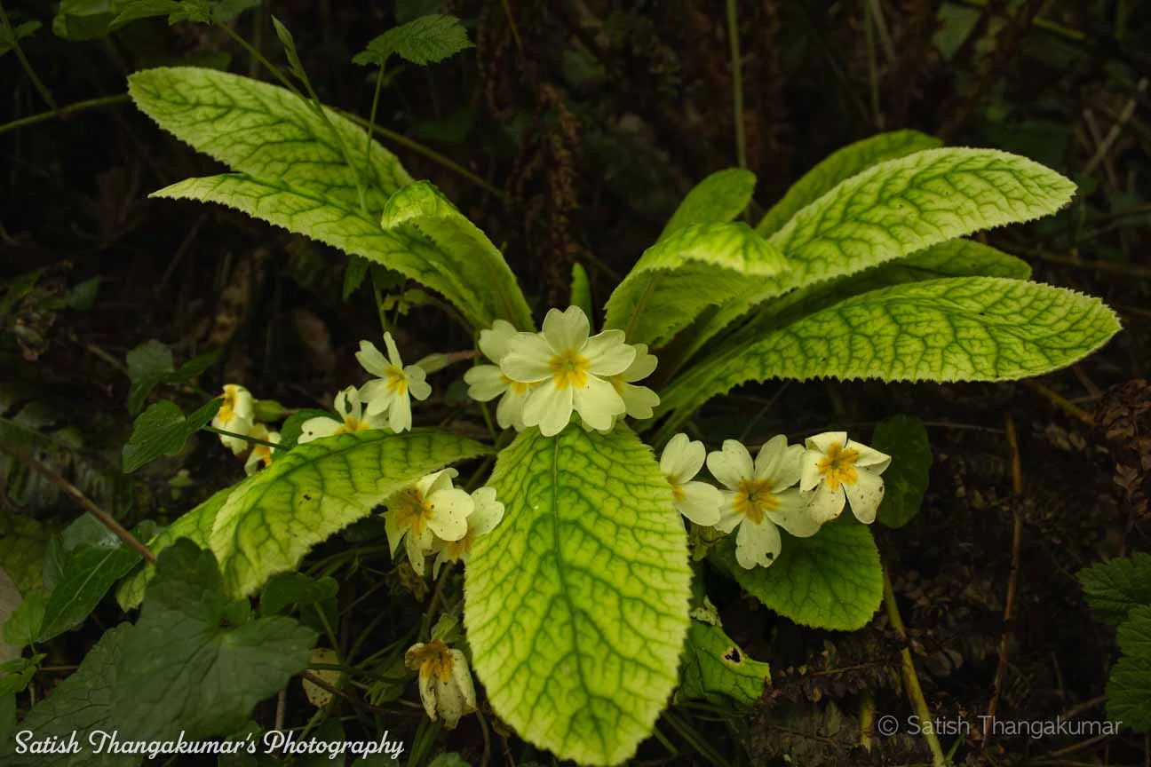 A serene path through the flowers