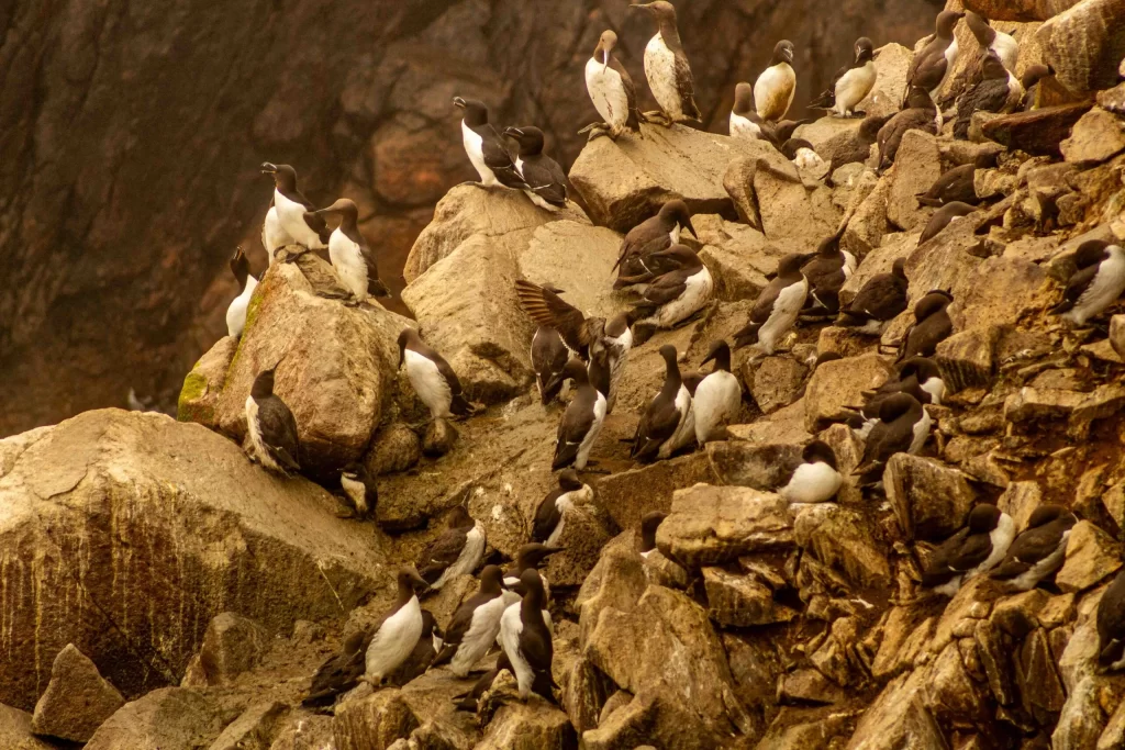 A colony of guillemots perched on the cliffs of Saltee Island, nesting along the rugged coastal landscape