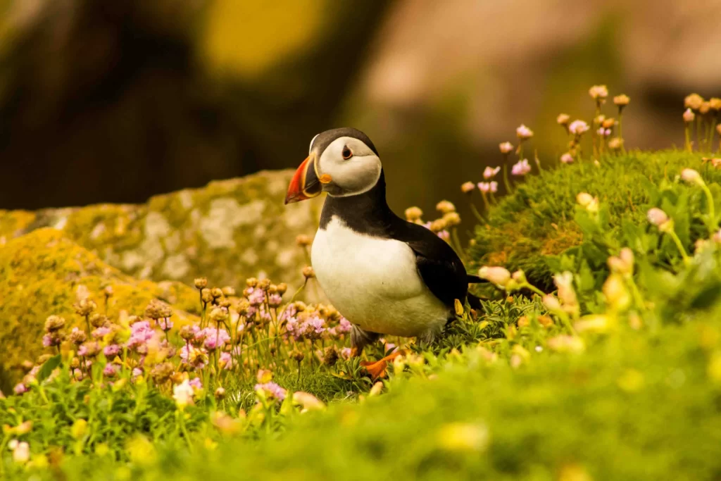 An Atlantic puffin surrounded by blooming wildflowers on Saltee Island, showcasing its vibrant beak and expressive eyes
