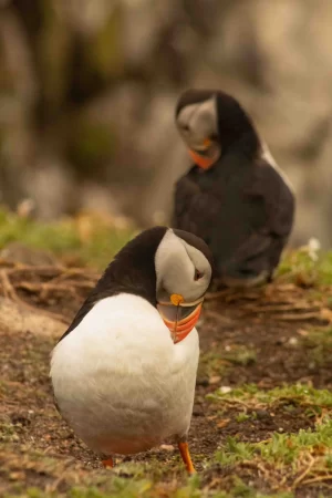 An Atlantic puffin on Saltee Island turning its neck, showcasing its vibrant beak and distinctive black-and-white plumage