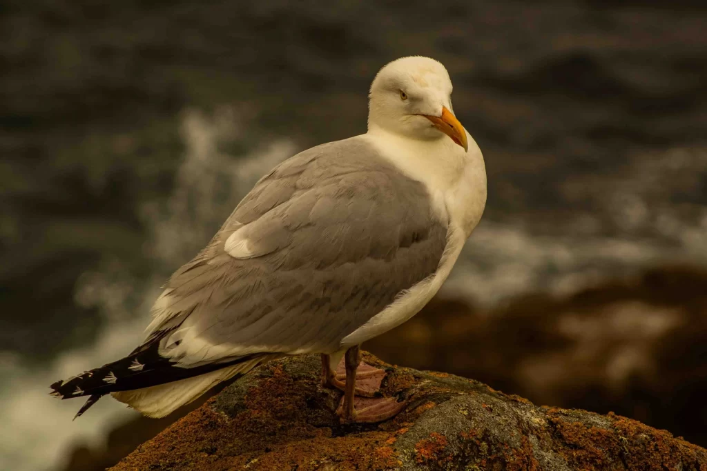 A seagull perched on a rugged rock on Saltee Island, overlooking the Atlantic Ocean.