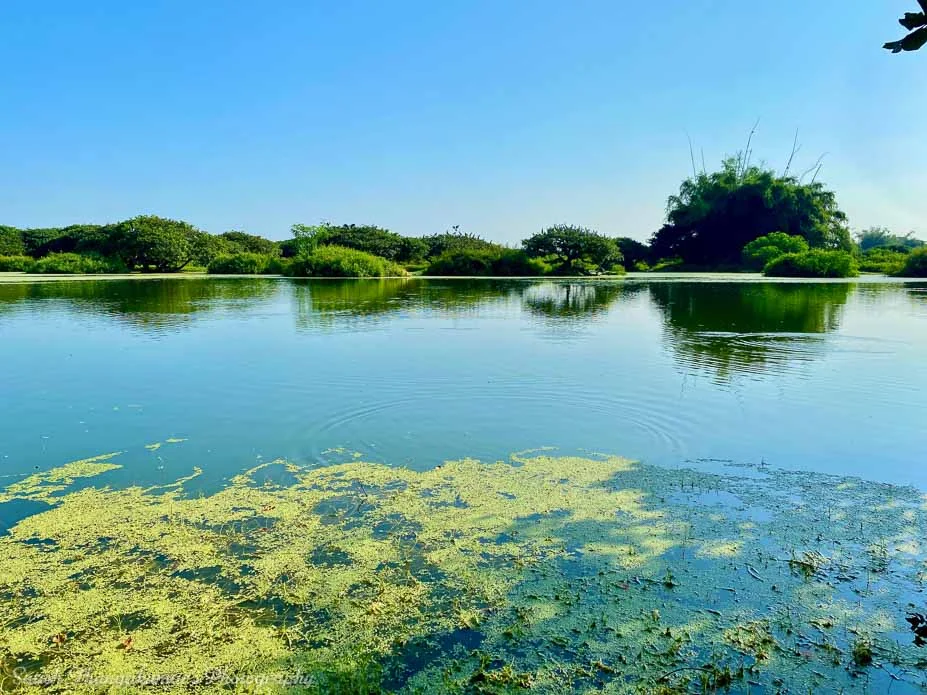 Vedanthangal, Tamilnadu, India