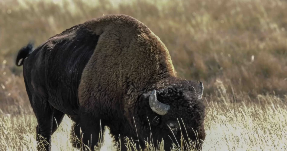 Wild bison grazing in the open grasslands of Yellowstone National Park,