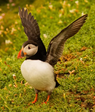 Puffin spreads it's wings in Satlee Island